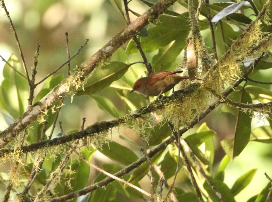 Red-faced Spinetail - ML617614400