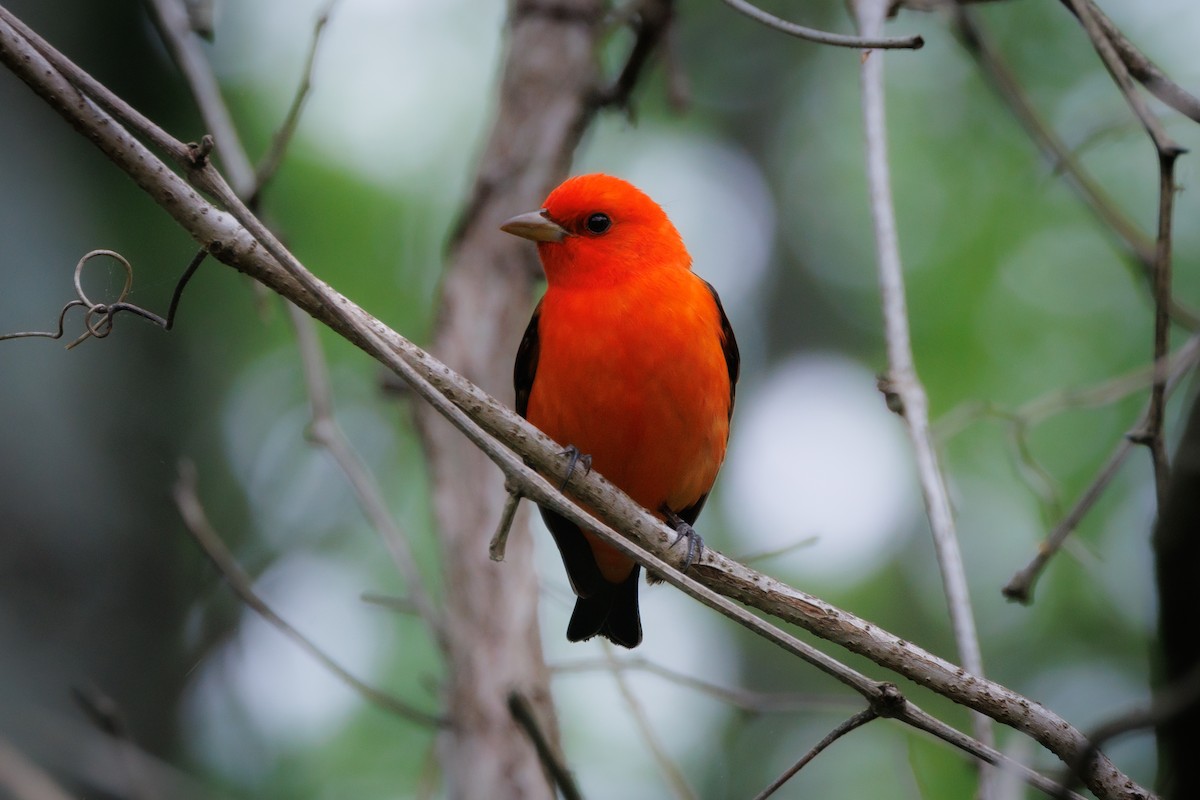Scarlet Tanager - ML617614432