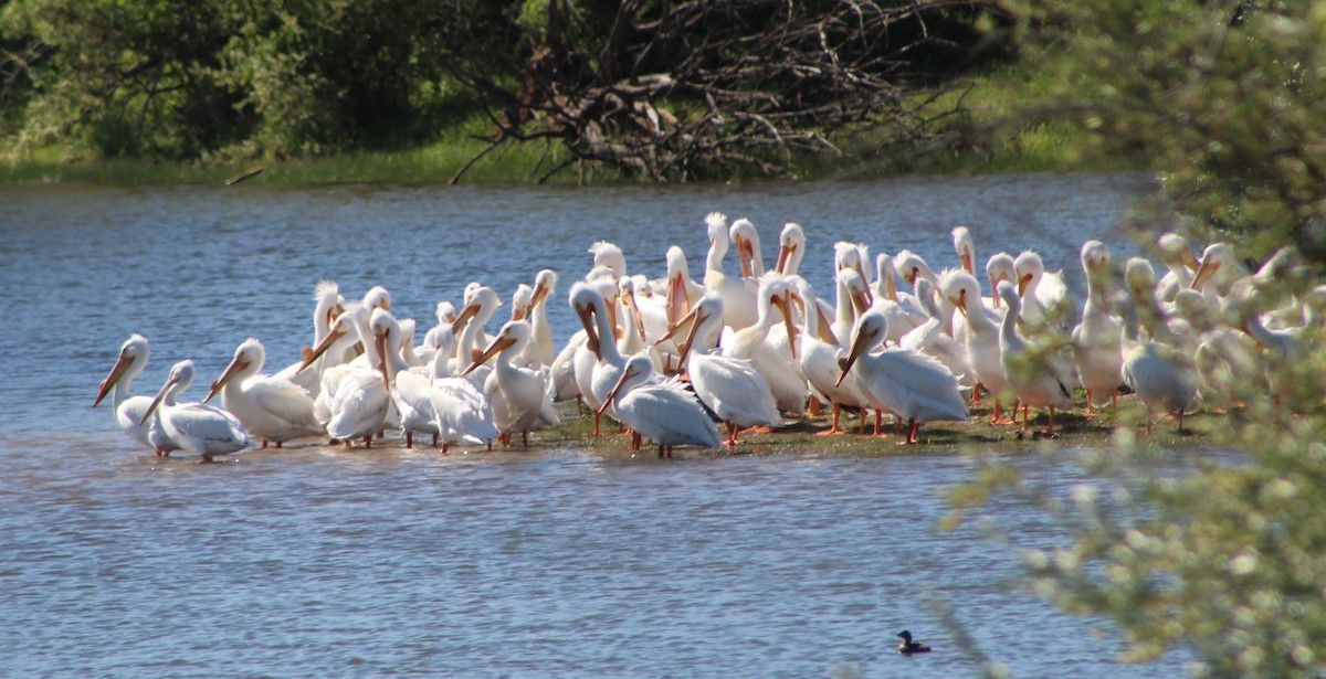 American White Pelican - Elain Hotovec