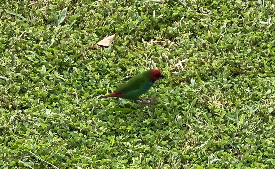 Fiji Papağan İspinozu - ML617614447