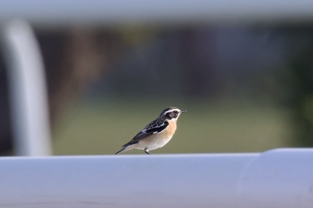Whinchat - ML617614482