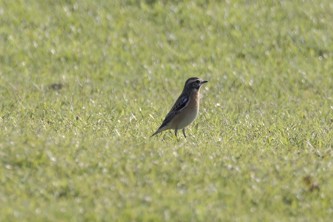 Whinchat - ML617614483