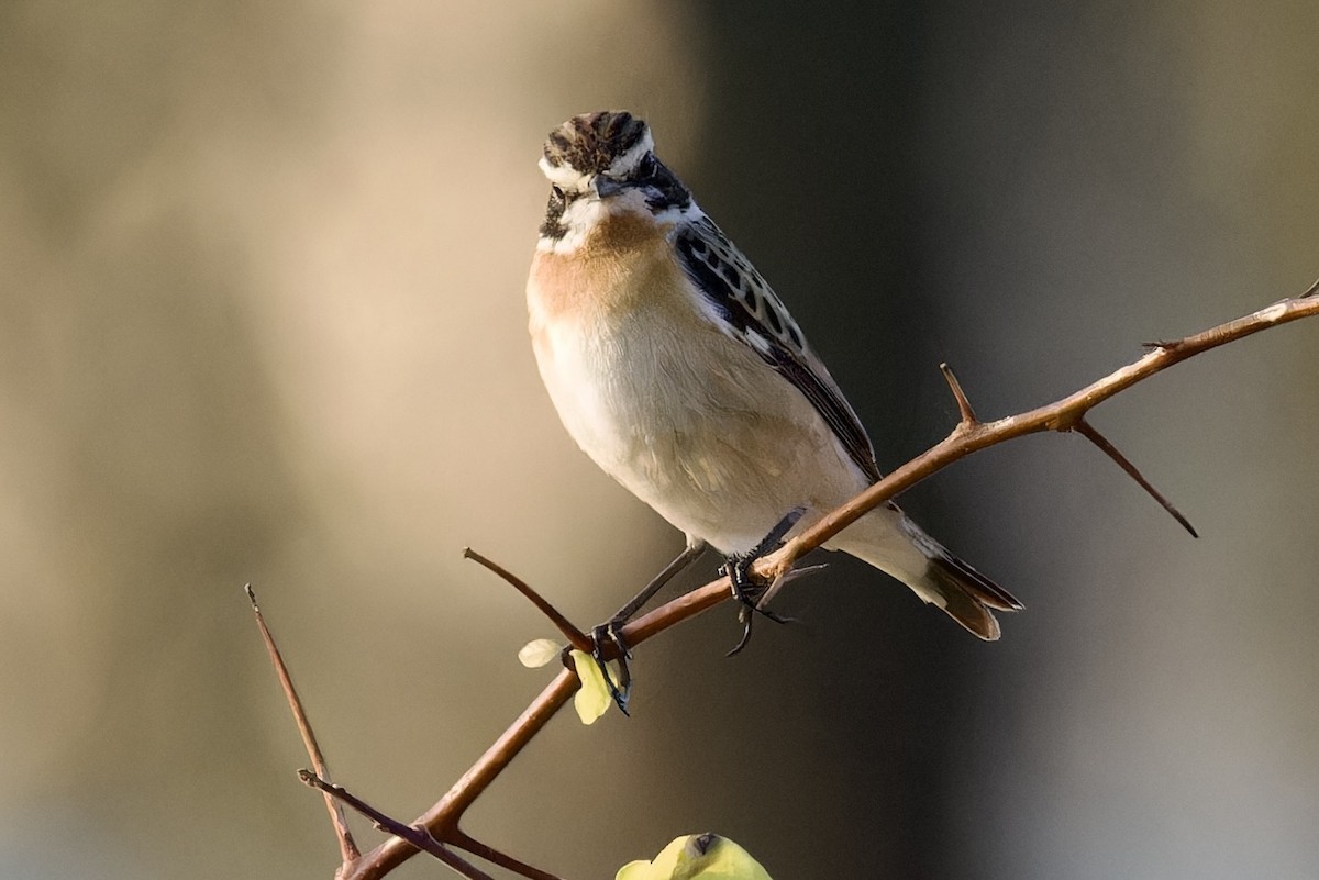 Whinchat - ML617614486
