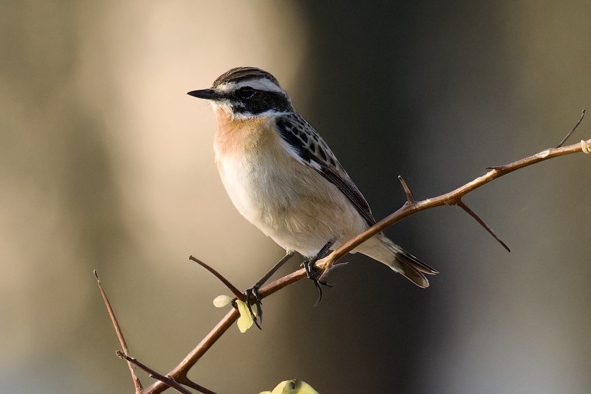 Whinchat - ML617614487