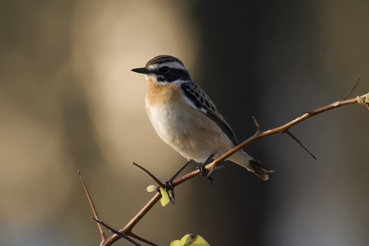 Whinchat - ML617614488