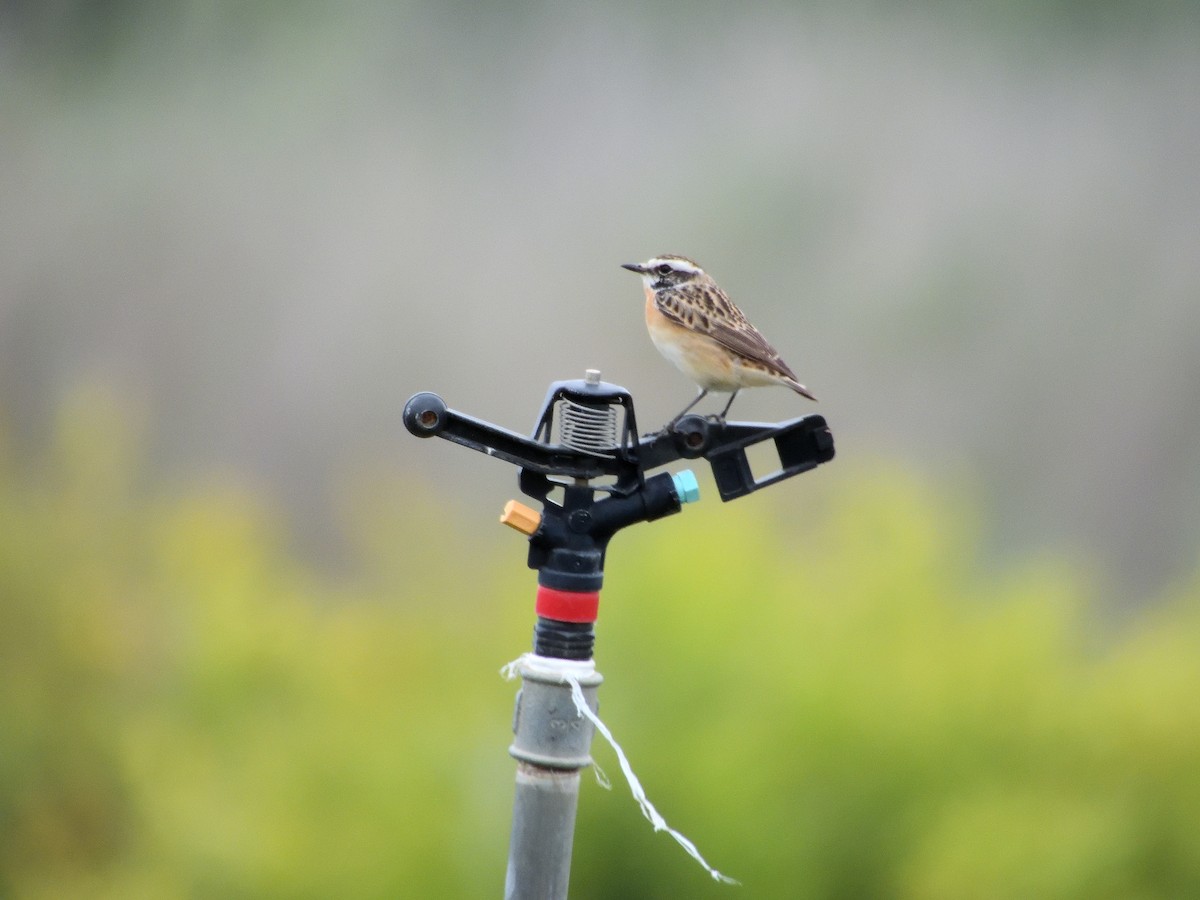 Whinchat - ML617614739