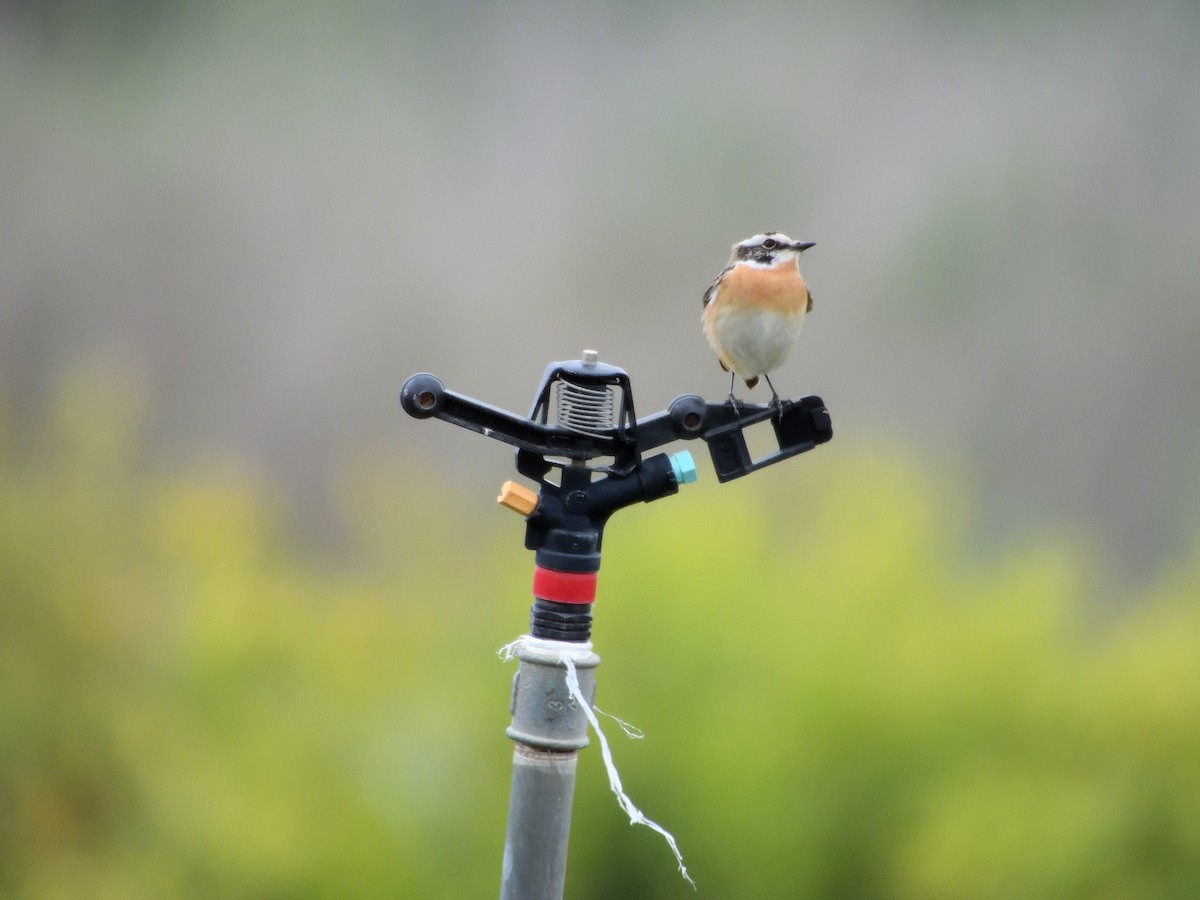 Whinchat - ML617614742