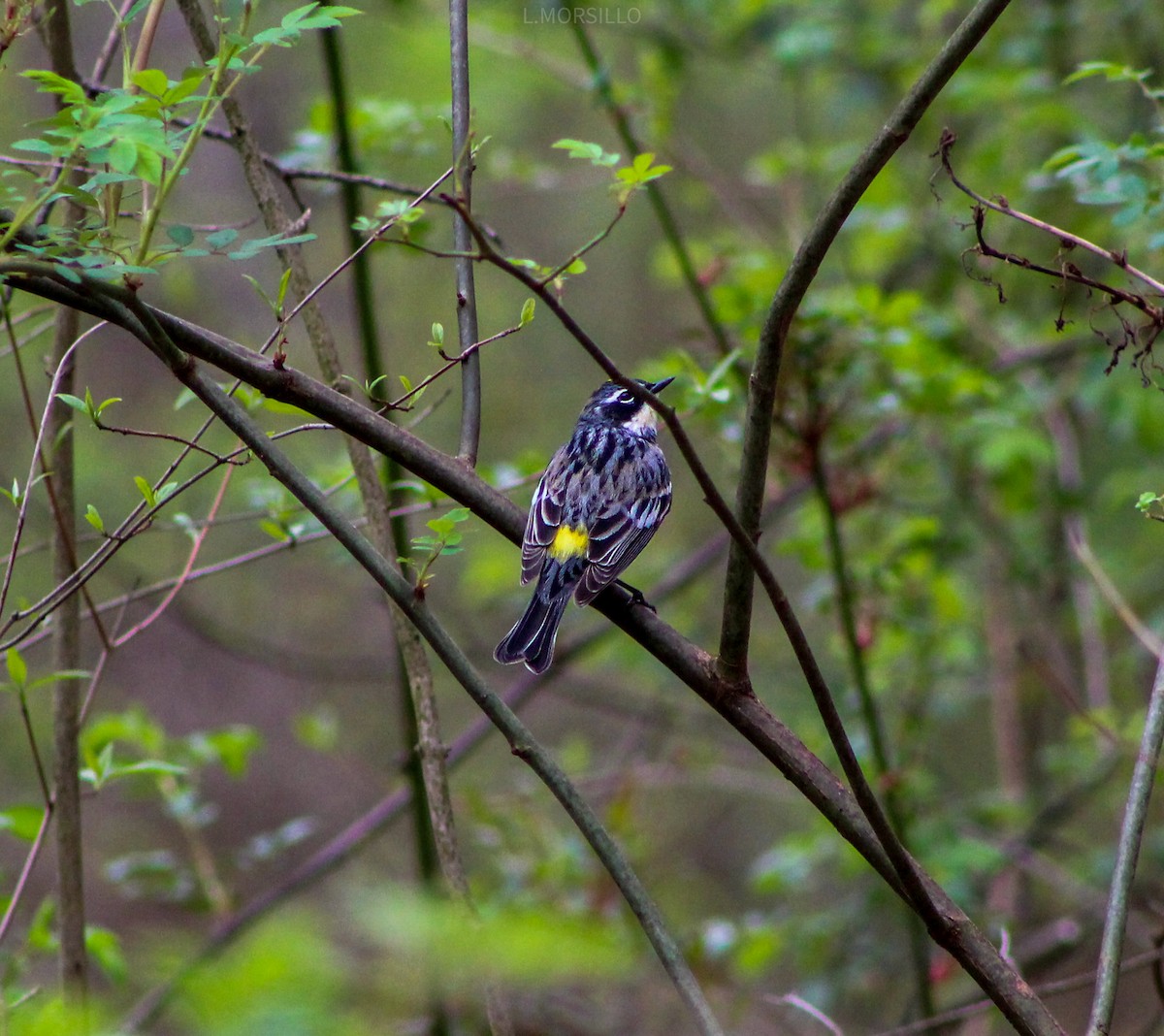Yellow-rumped Warbler - ML617614794