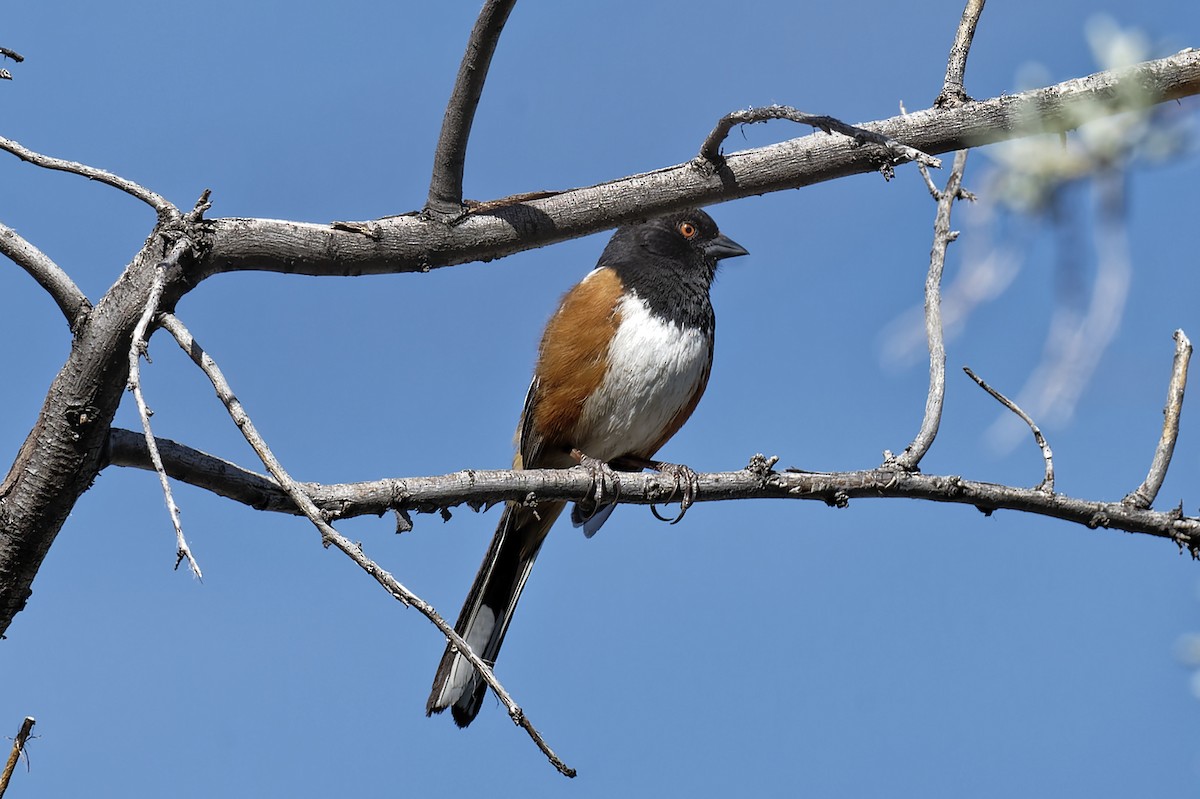 Spotted Towhee - ML617614799