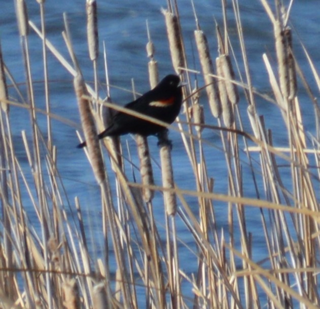 Red-winged Blackbird - ML617614809