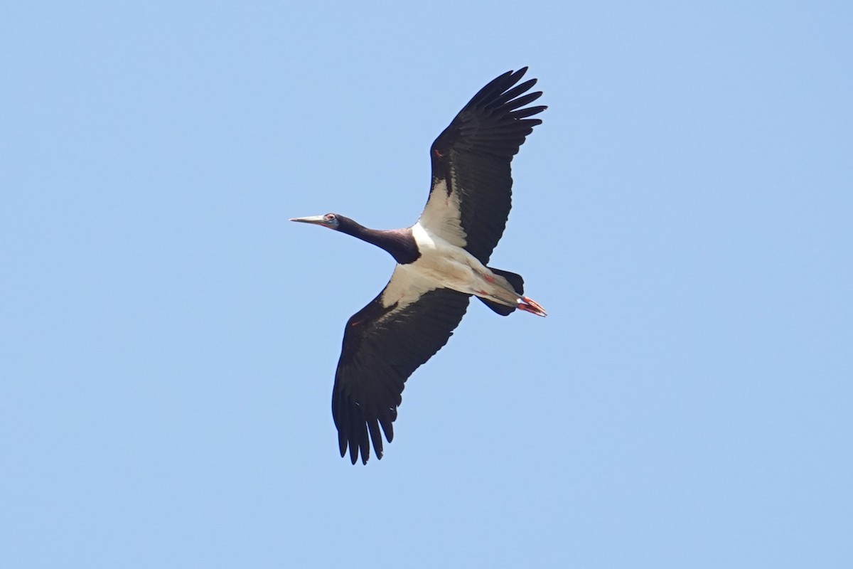 Abdim's Stork - ML617614810