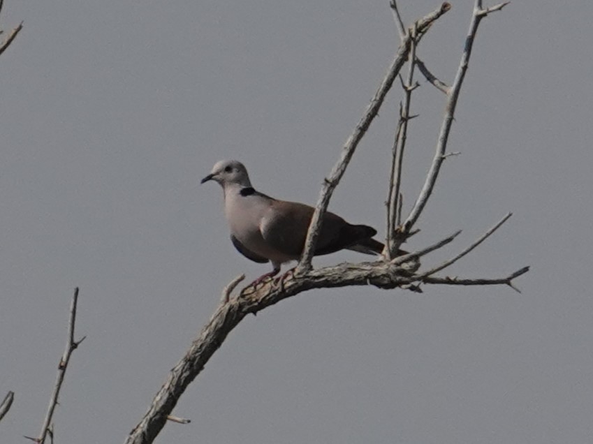 African Collared-Dove - ML617614818