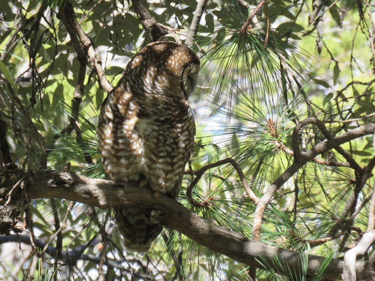 Spotted Owl - ML617614826