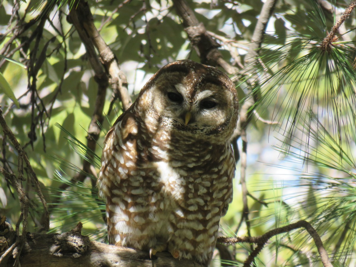 Spotted Owl - ML617614827