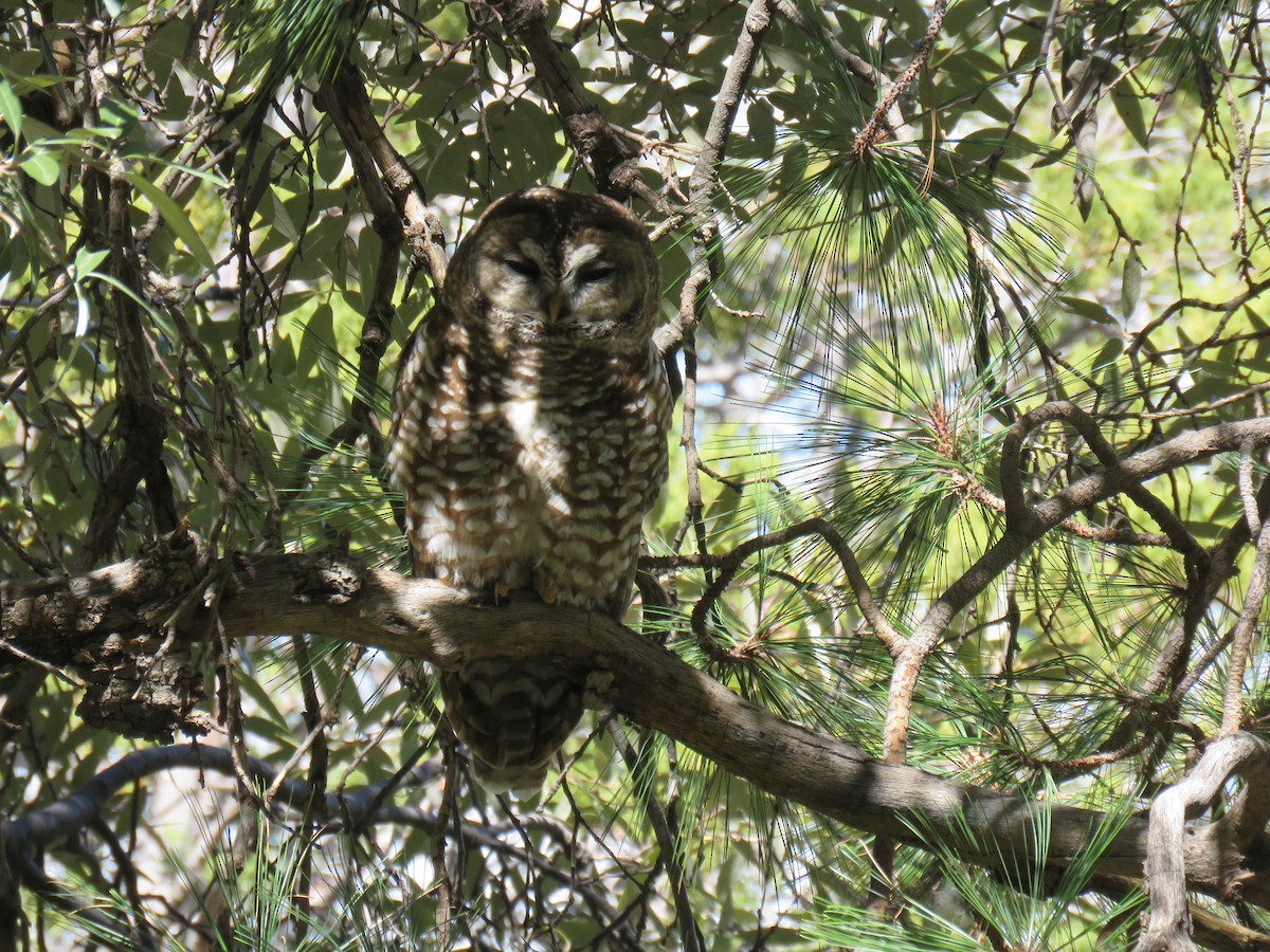Spotted Owl - ML617614828