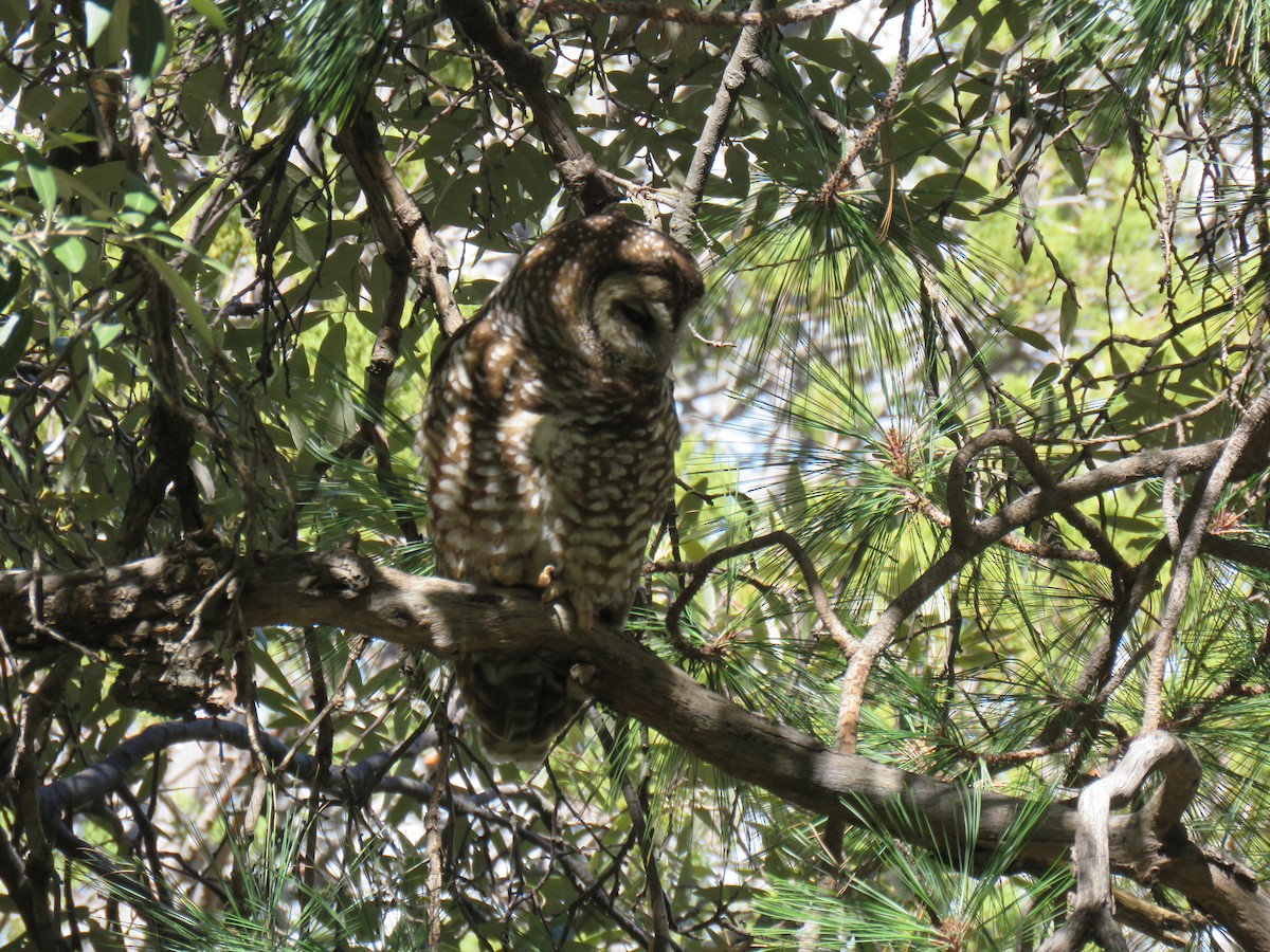 Spotted Owl - Ron Batie