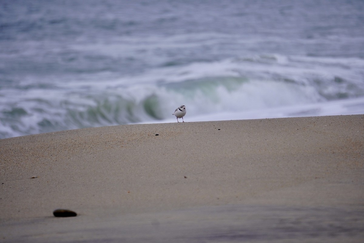 Piping Plover - ML617614872
