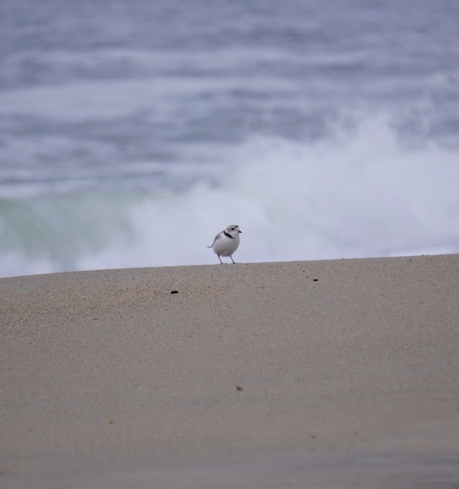 Piping Plover - ML617614877