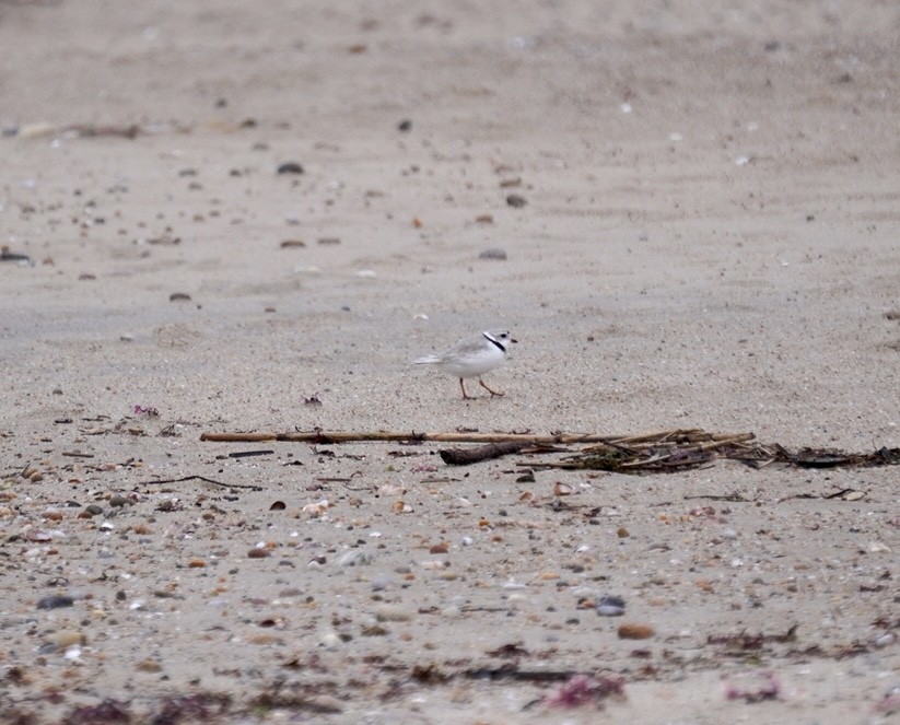 Piping Plover - ML617614900