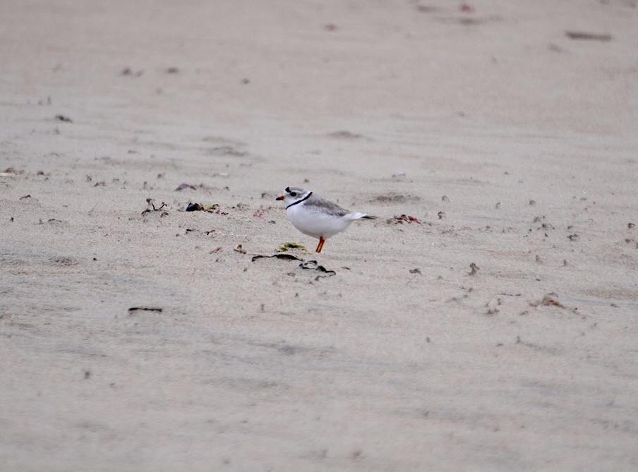 Piping Plover - ML617614915