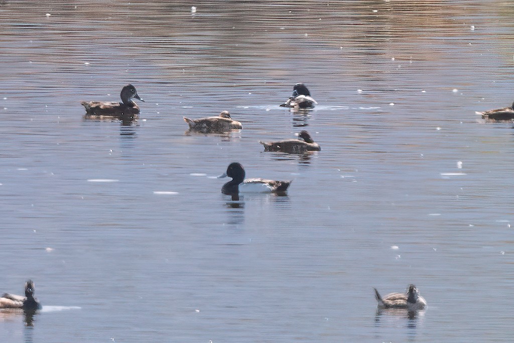 Greater Scaup - ML617614993