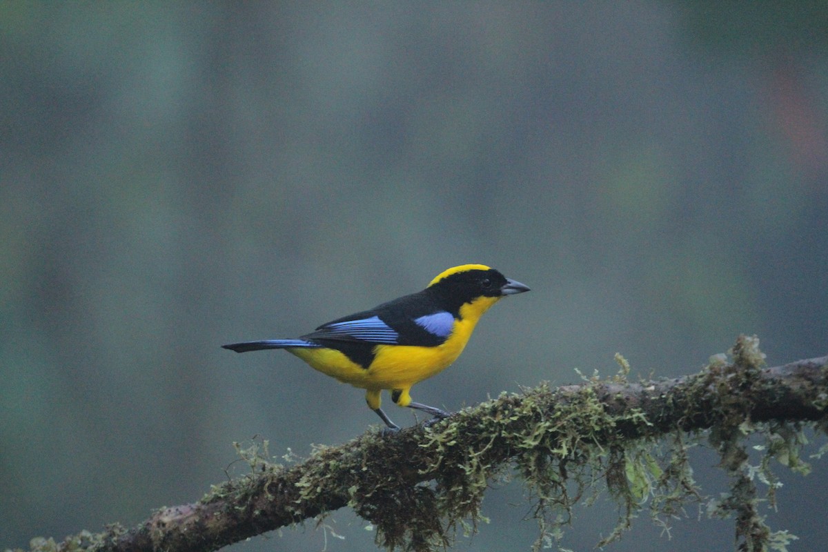 Blue-winged Mountain Tanager - ML617615015