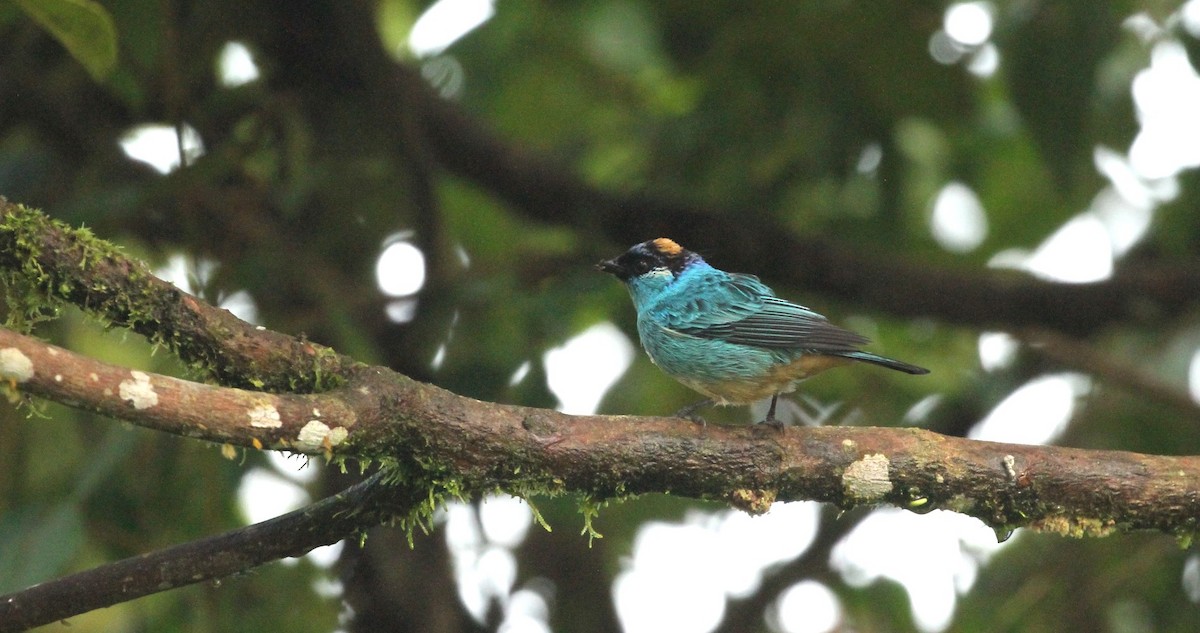 Golden-naped Tanager - ML617615029