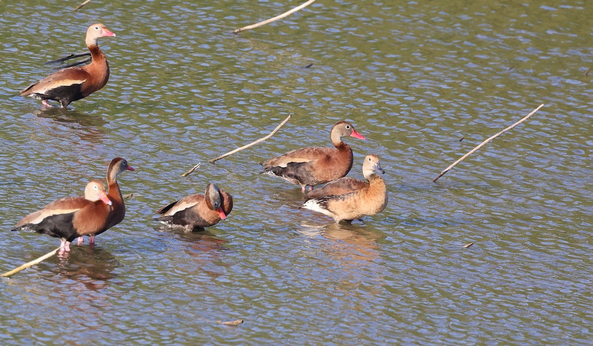 Fulvous Whistling-Duck - ML617615030