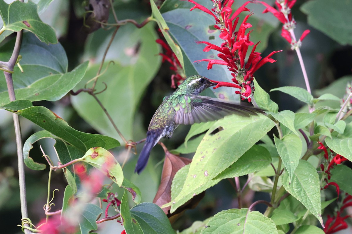 kolibřík skvrnkoprsý - ML617615039