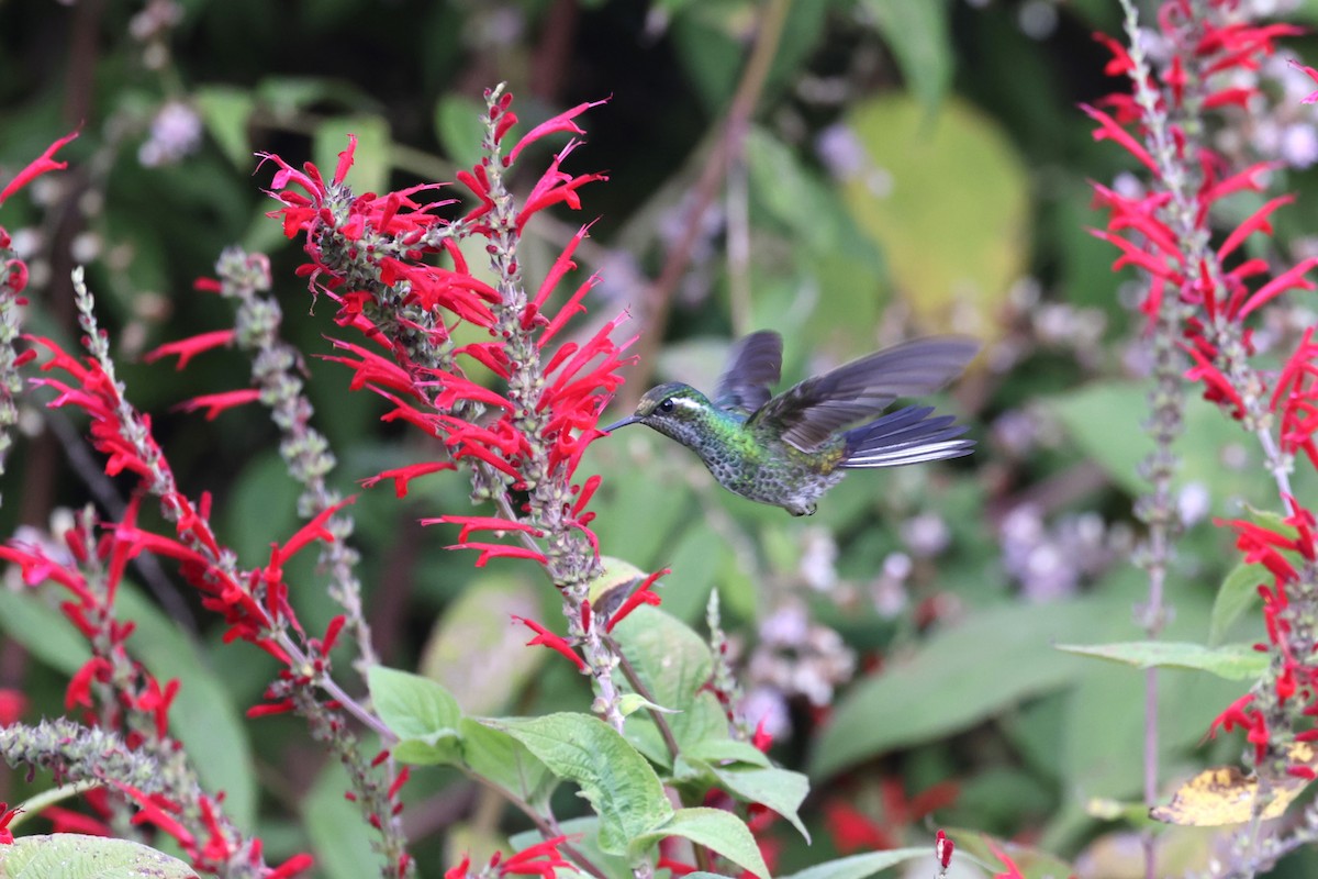 kolibřík skvrnkoprsý - ML617615047