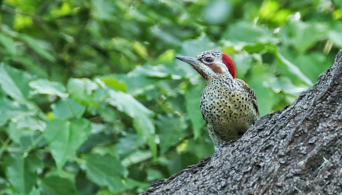 Bennett's Woodpecker - Hubert Söhner