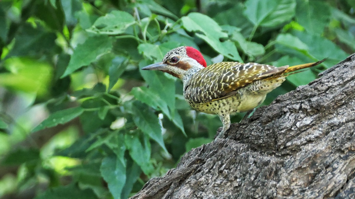 Bennett's Woodpecker - ML617615111
