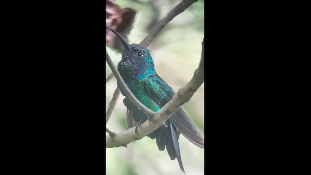 kolibřík tyrkysový - ML617615123