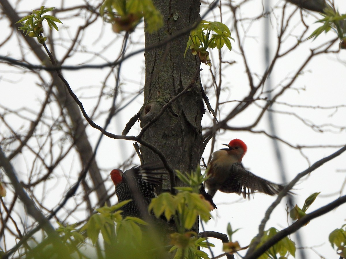 Red-bellied Woodpecker - ML617615129