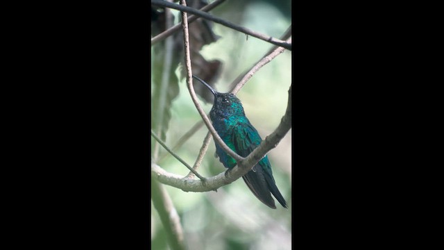 kolibřík tyrkysový - ML617615130