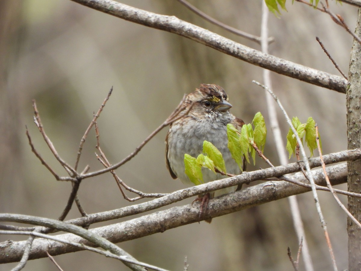 White-throated Sparrow - ML617615141