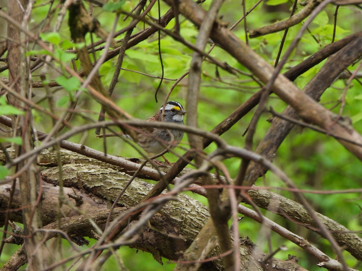 White-throated Sparrow - Rick Luehrs