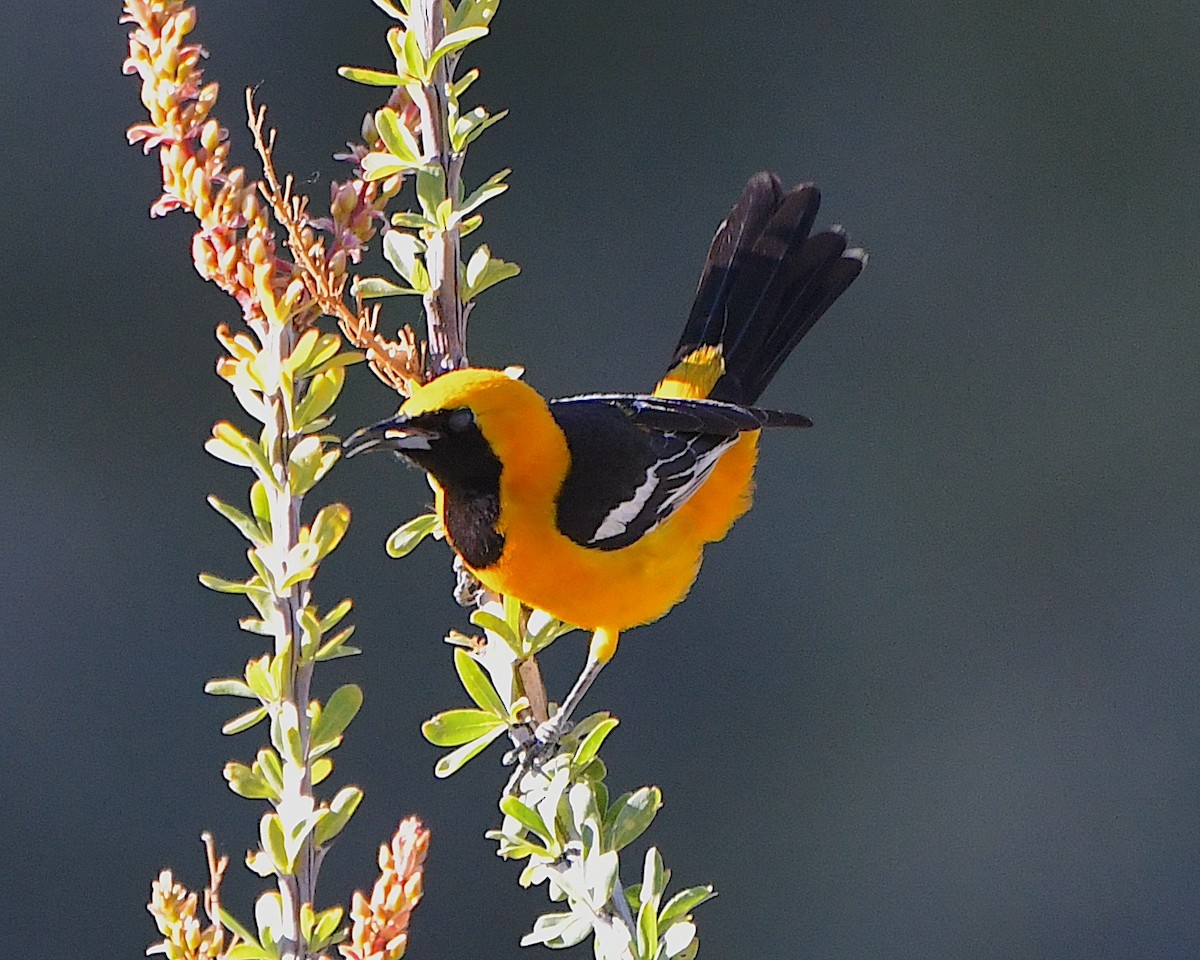Hooded Oriole - Ted Wolff
