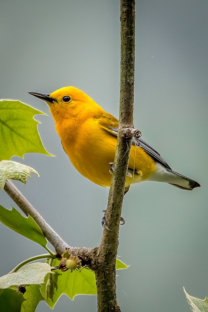 Prothonotary Warbler - ML617615180