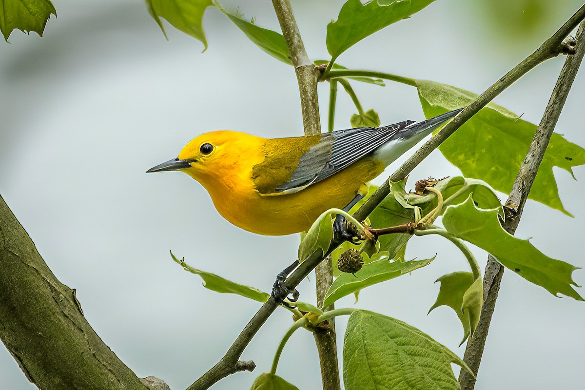 Prothonotary Warbler - ML617615181