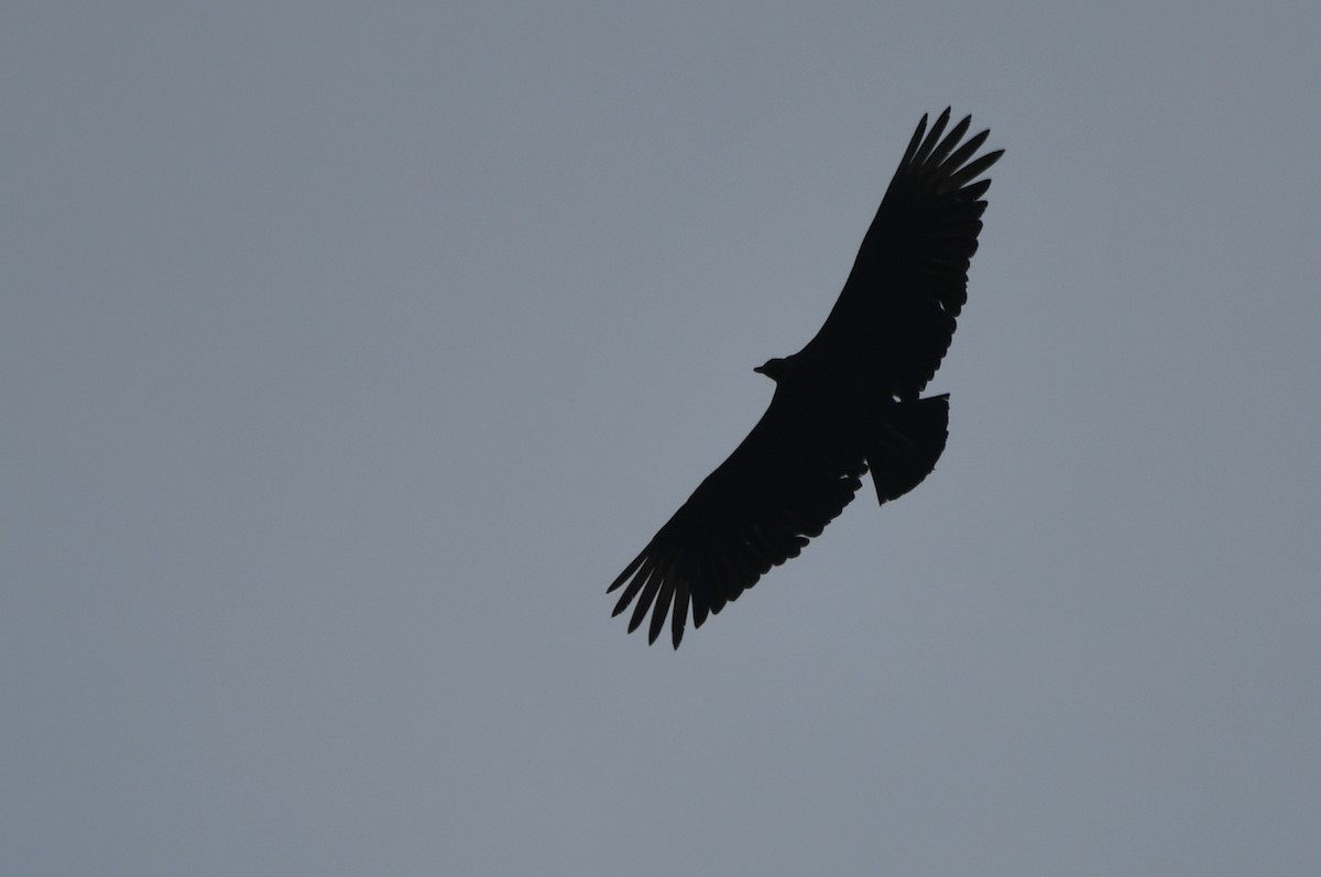 Black Vulture - ML617615196