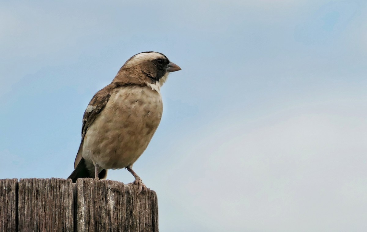 White-browed Sparrow-Weaver - Hubert Söhner