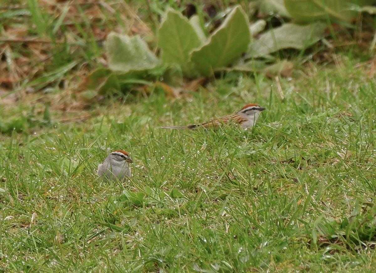 Chipping Sparrow - ML617615206
