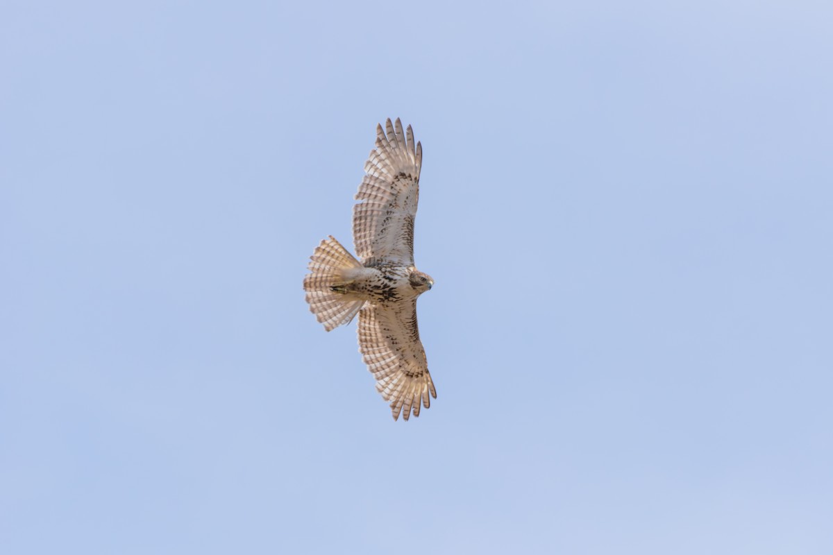 Red-tailed Hawk - Andrew W.