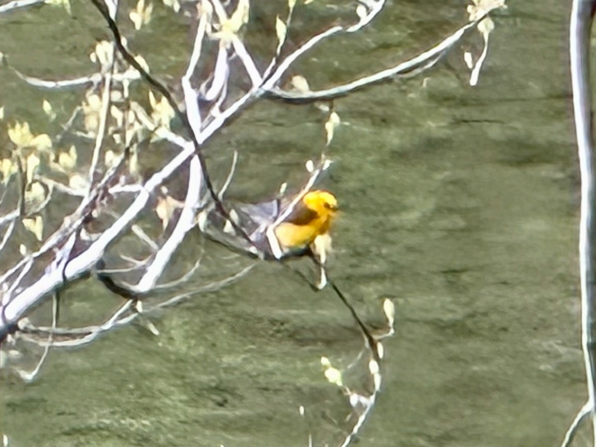 Prothonotary Warbler - ML617615265