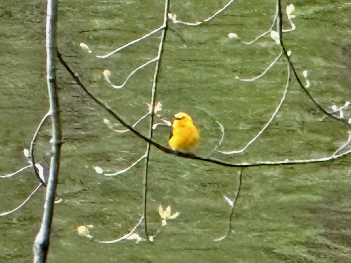 Prothonotary Warbler - ML617615266
