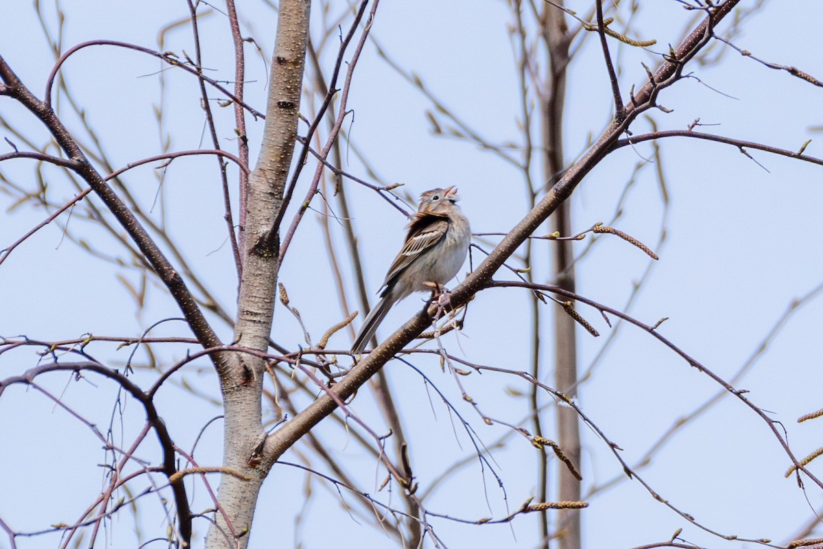 Field Sparrow - ML617615270