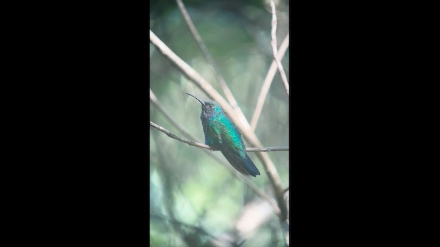 kolibřík tyrkysový - ML617615295