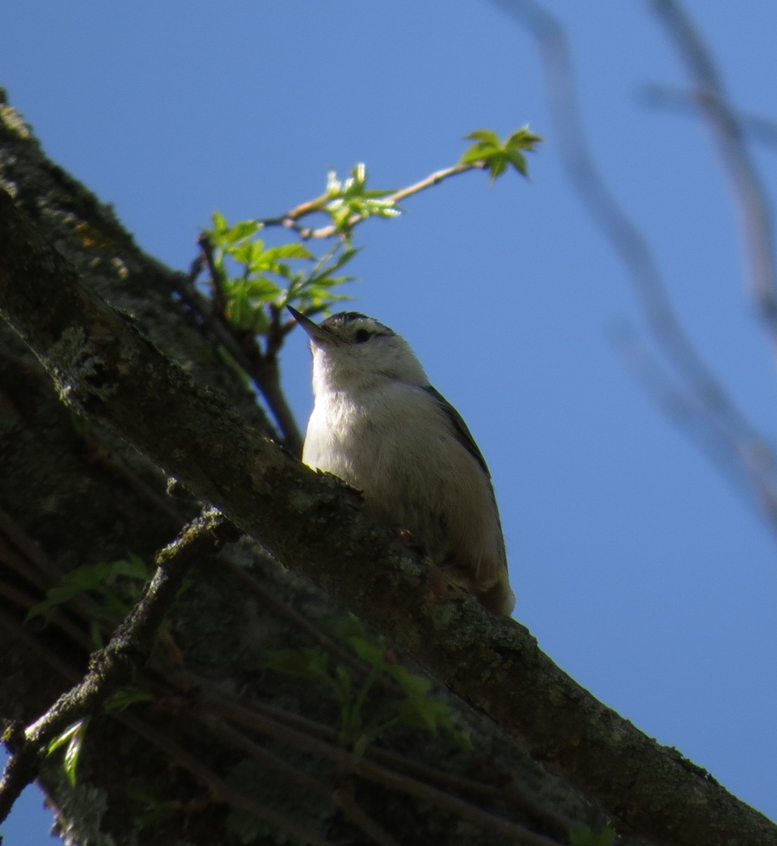 White-breasted Nuthatch - ML617615300