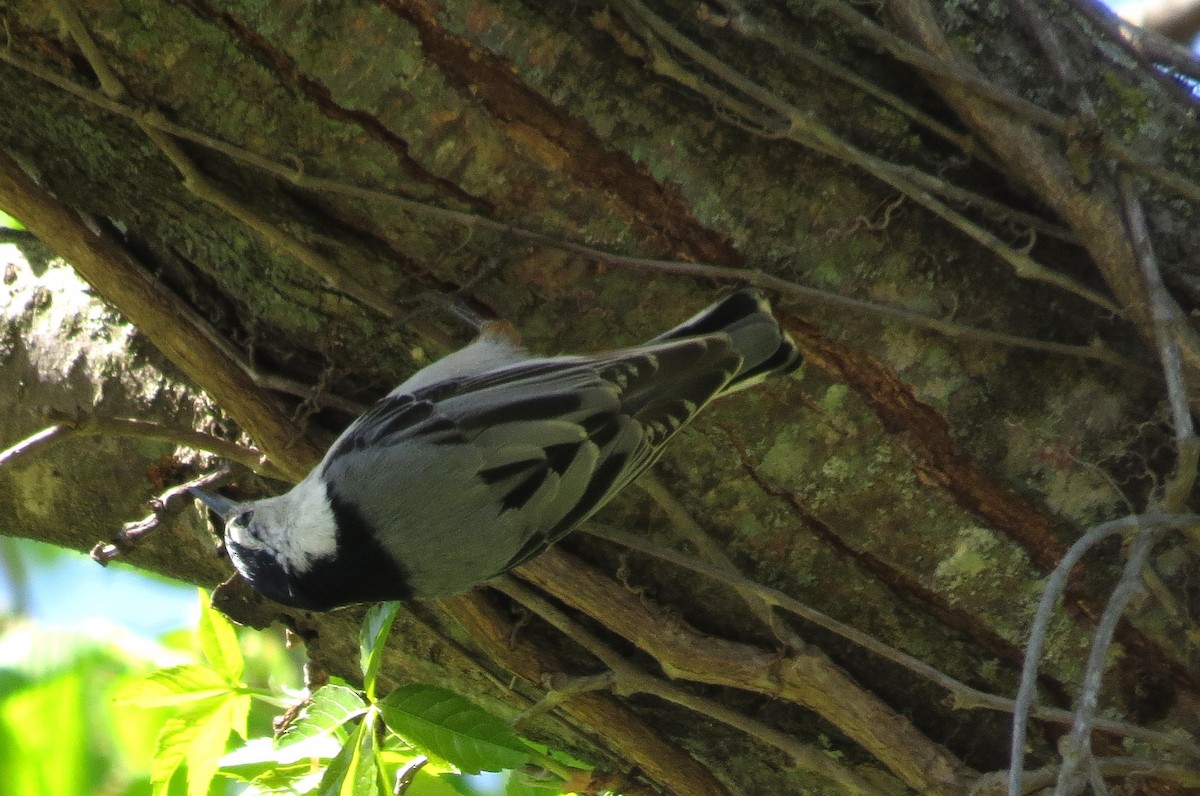 White-breasted Nuthatch - ML617615301
